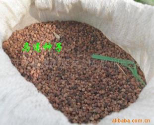 專業(yè)供應(yīng)優(yōu)質(zhì)馬蓮種子，盡在沭陽(yáng)縣秀之園花卉園藝場(chǎng)