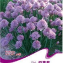 家庭花卉種植指南 種子選購(gòu)、批發(fā)渠道與廠家解析