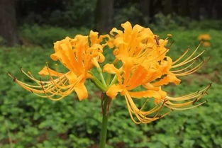 杭州植物園入選首批國家花卉種質資源庫，守護花卉種子多樣性