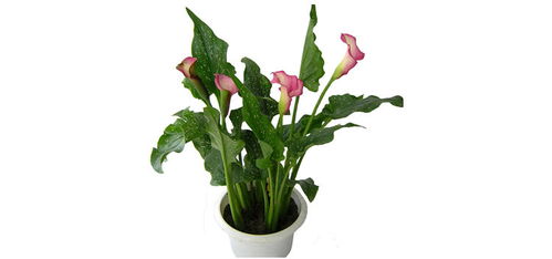 馬蹄蓮 從種球到繁花，陽臺客廳的四季水培美學