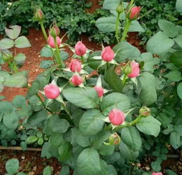 昆明東川區優質玫瑰花苗選購指南 聚焦夏春花卉與種子選擇